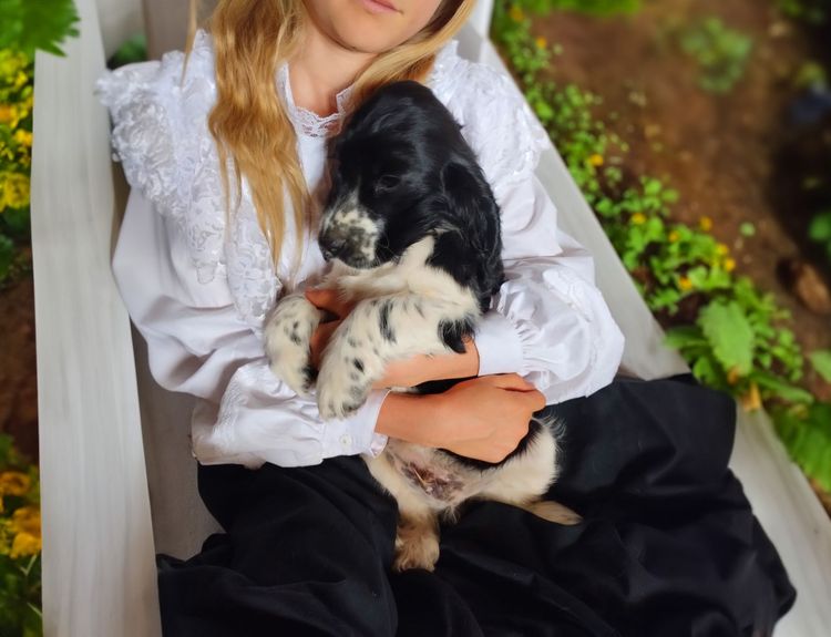 Cookielover Purebred Cocker Spaniels