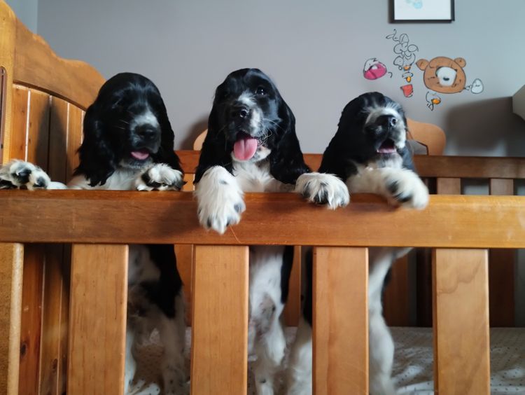 Cookielover Purebred Cocker Spaniels