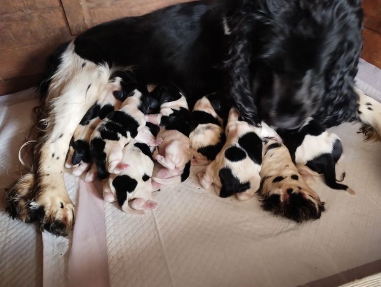 Cookielover Purebred Cocker Spaniels