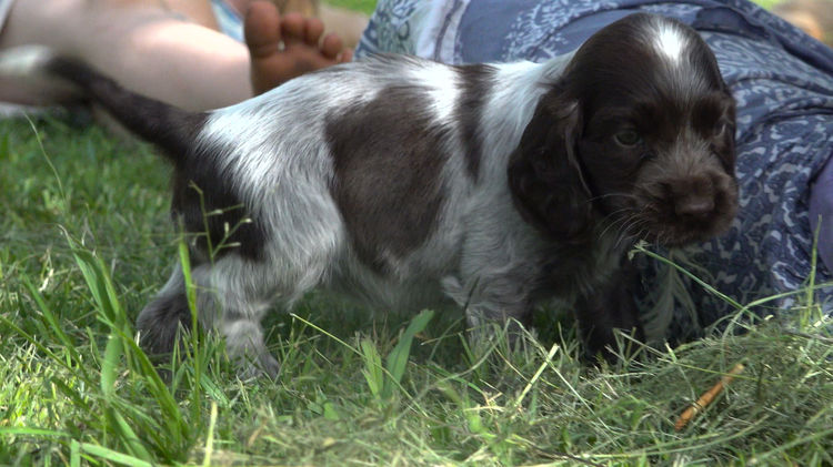 Cookielover Purebred Cocker Spaniels