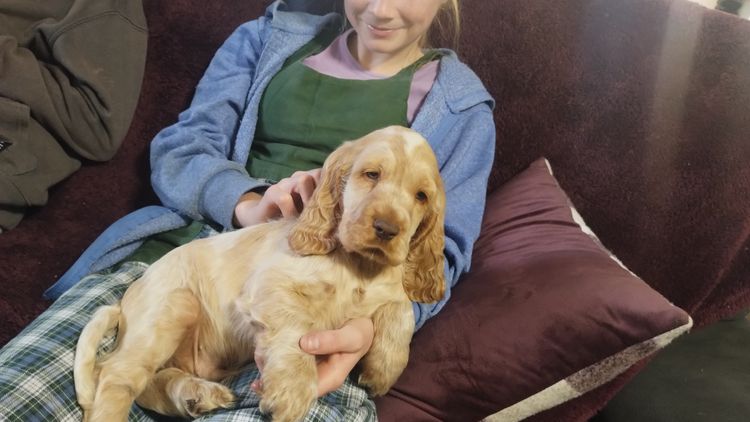 Cookielover Purebred Cocker Spaniels