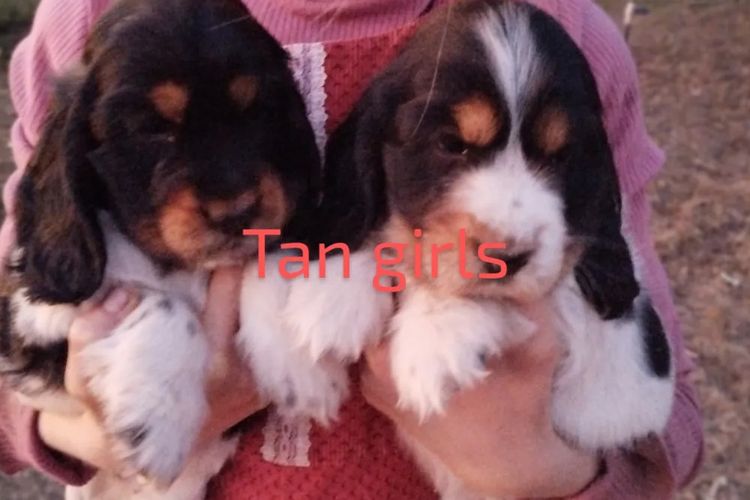 Cookielover Purebred Cocker Spaniels