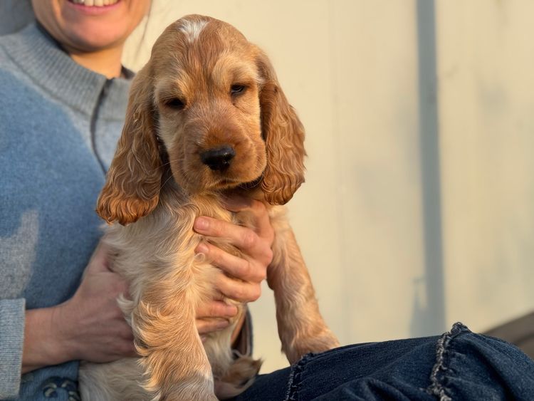 Cookielover Purebred Cocker Spaniels