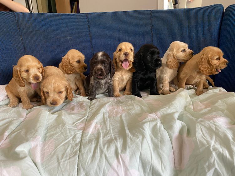 Cookielover Purebred Cocker Spaniels