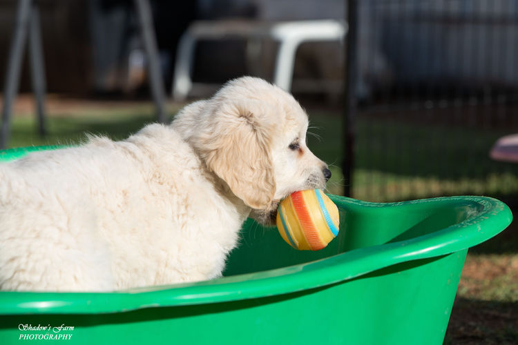 Sundora Golden Retrievers (ANKC)
