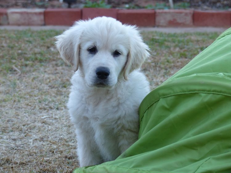 Sundora Golden Retrievers (ANKC)
