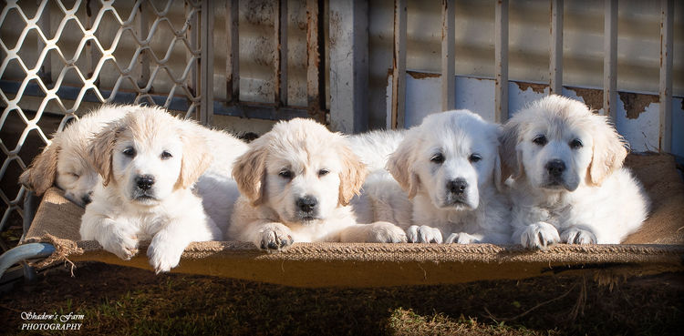 Sundora Golden Retrievers (ANKC)