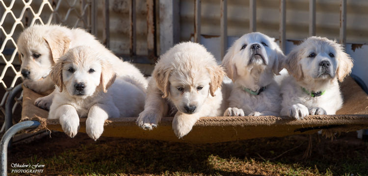 Sundora Golden Retrievers (ANKC)