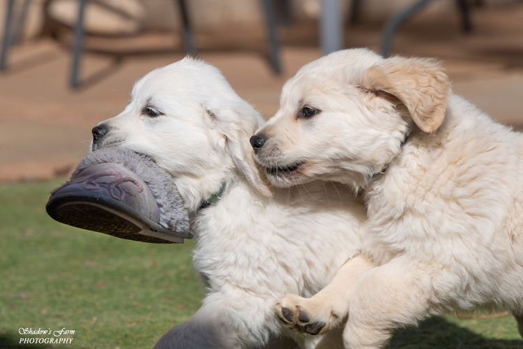 Sundora Golden Retrievers (ANKC)