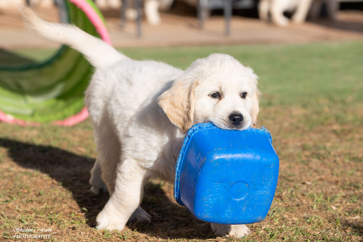 Sundora Golden Retrievers (ANKC)