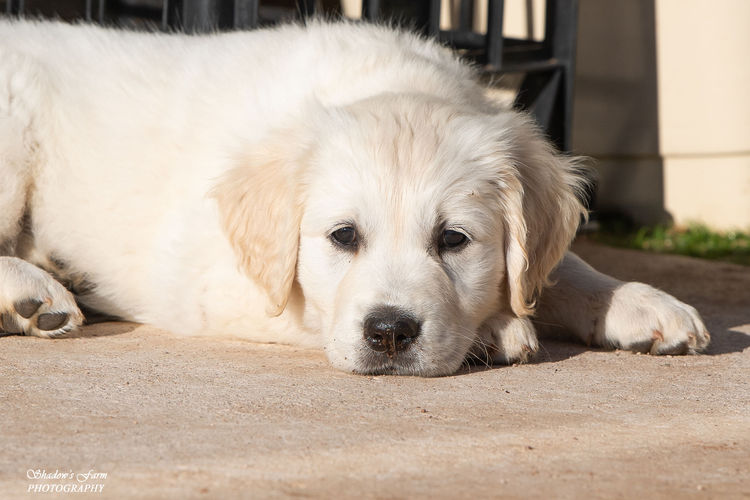 Sundora Golden Retrievers (ANKC)