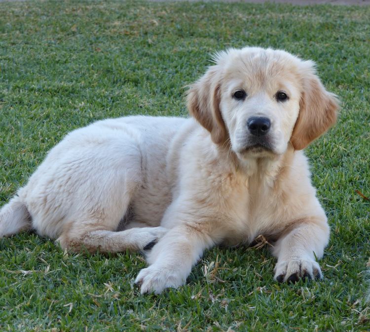 Sundora Golden Retrievers (ANKC)