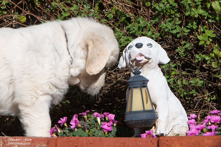 Sundora Golden Retrievers (ANKC)
