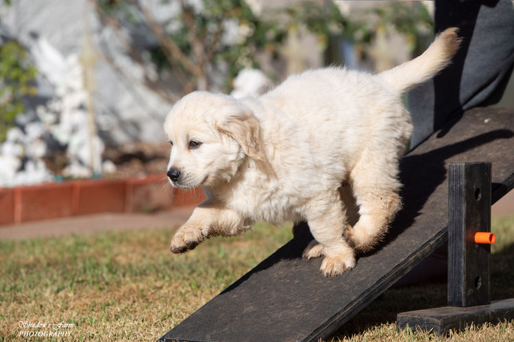 Sundora Golden Retrievers (ANKC)