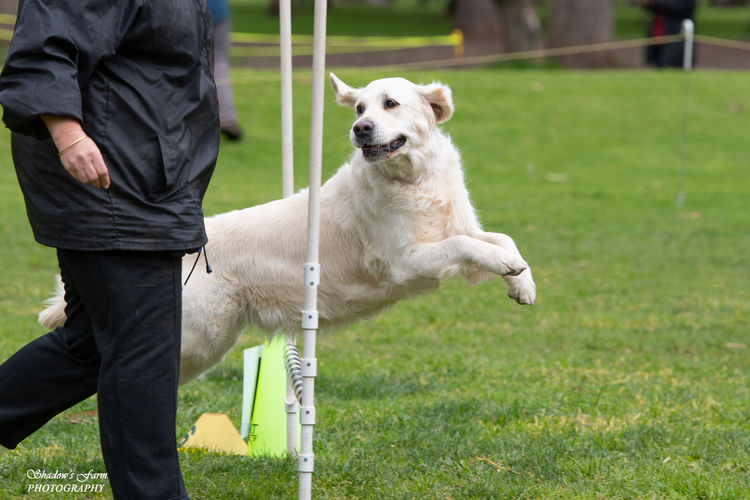 Sundora Golden Retrievers (ANKC)