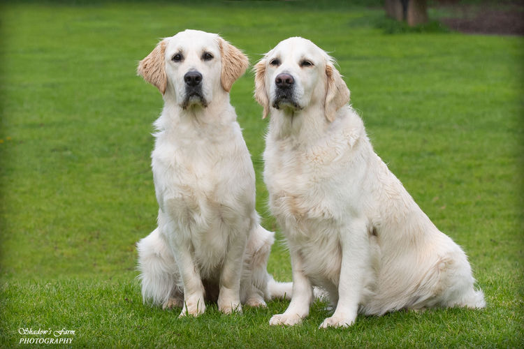 Sundora Golden Retrievers (ANKC)