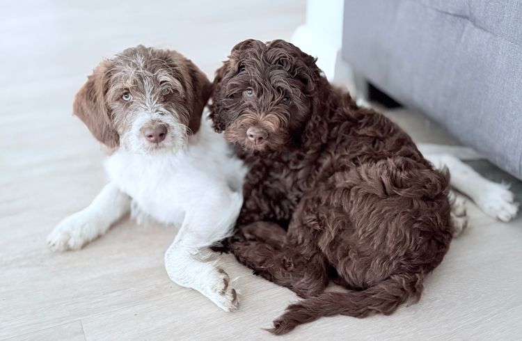 Love Story Labradoodles
