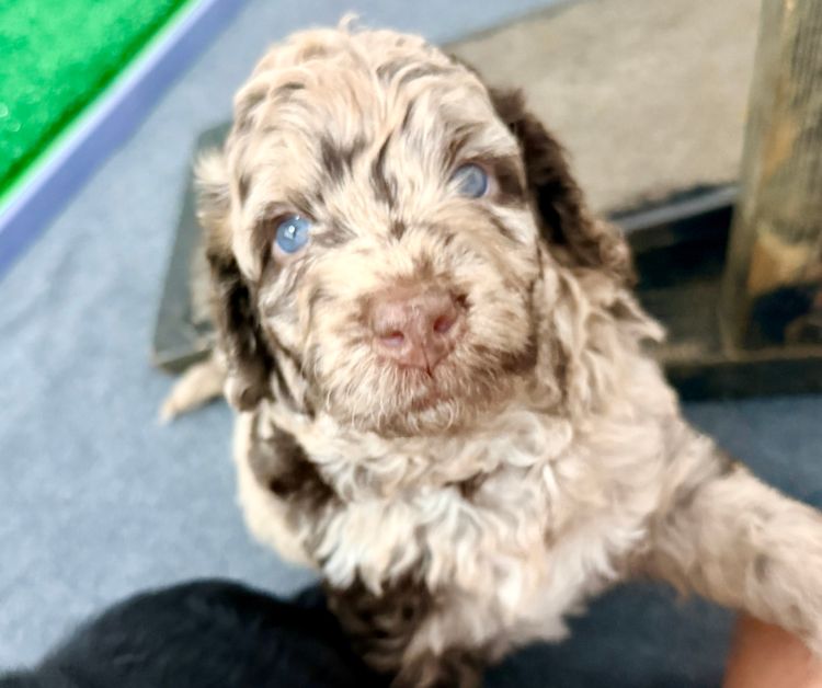 Love Story Labradoodles
