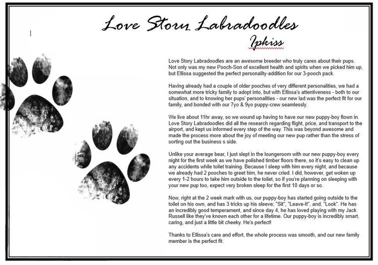 Love Story Labradoodles