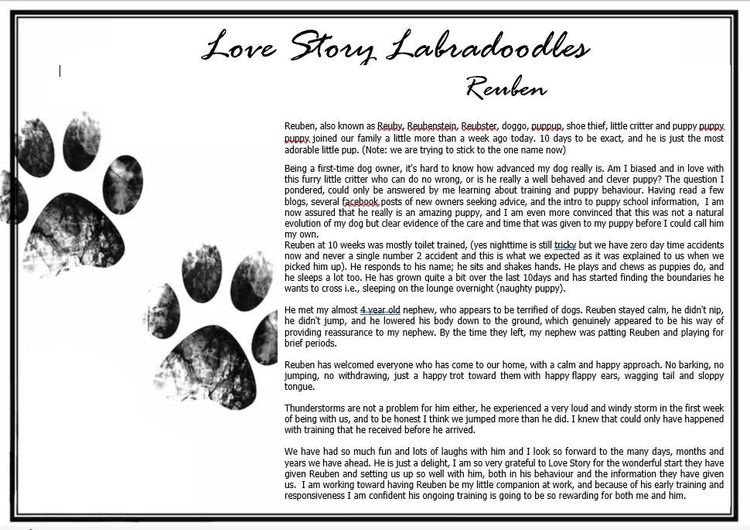 Love Story Labradoodles