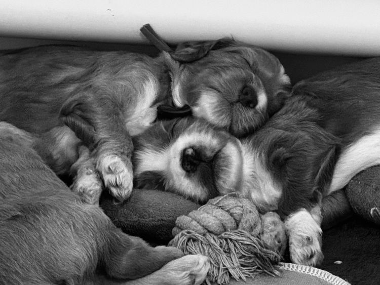 Love Story Labradoodles