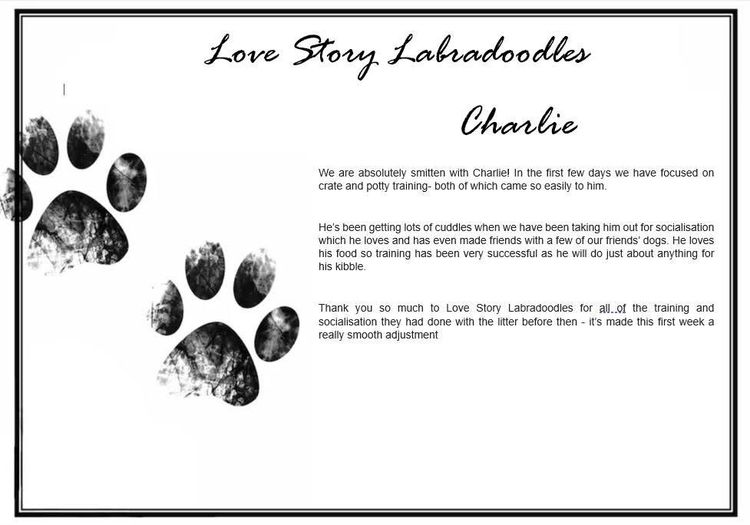 Love Story Labradoodles