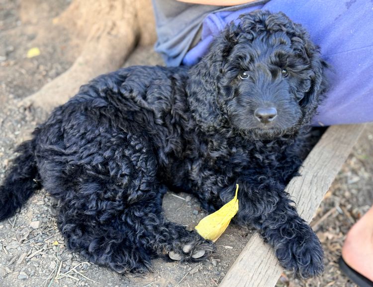 Love Story Labradoodles