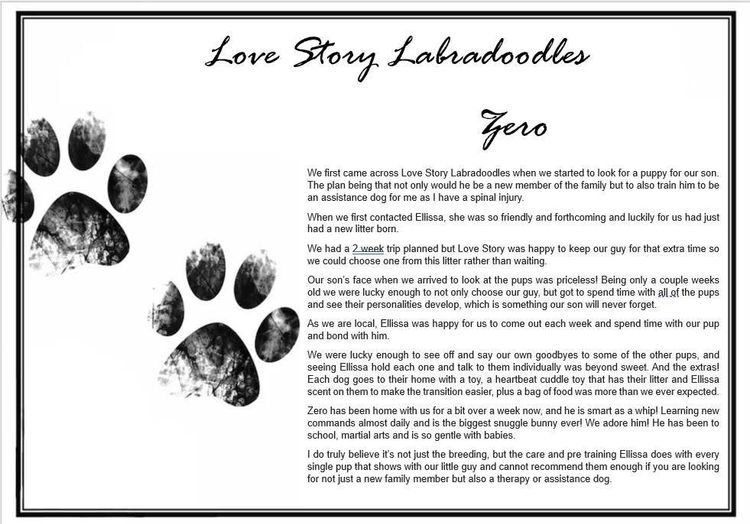 Love Story Labradoodles