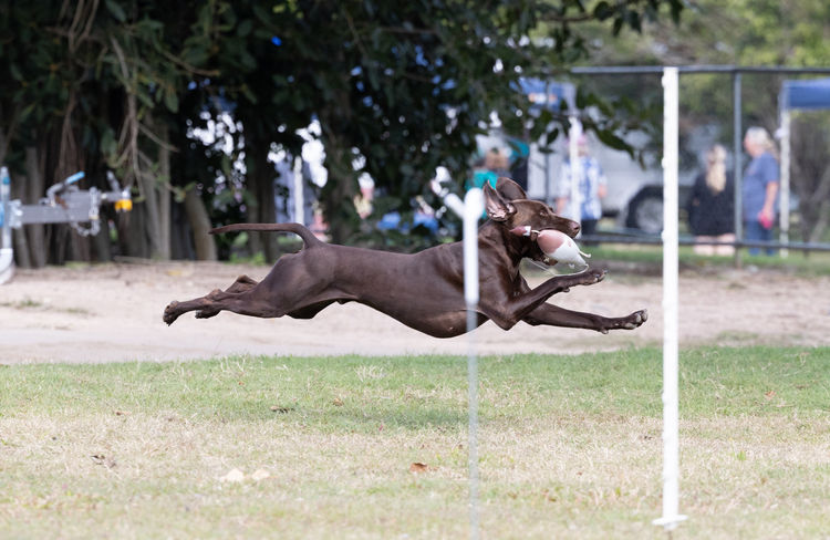 Belleamis German Shorthaired Pointers