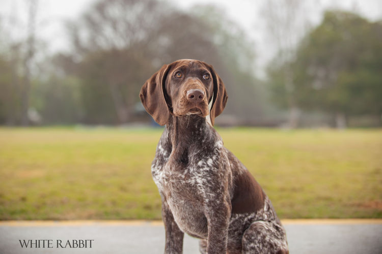 Belleamis German Shorthaired Pointers