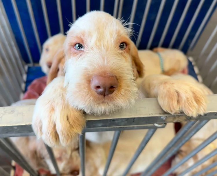 Sabbioso Spinone
