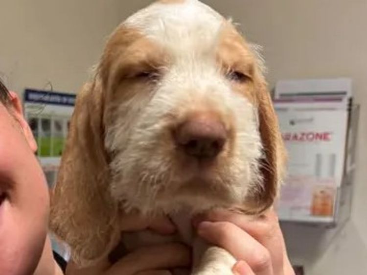 Sabbioso Spinone
