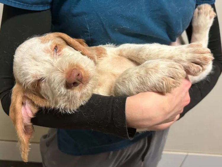 Sabbioso Spinone