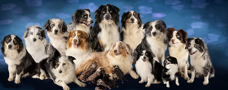 SouthernSuns Mini American Shepherds