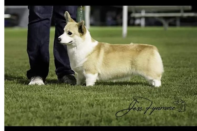Lwysaf Corgis