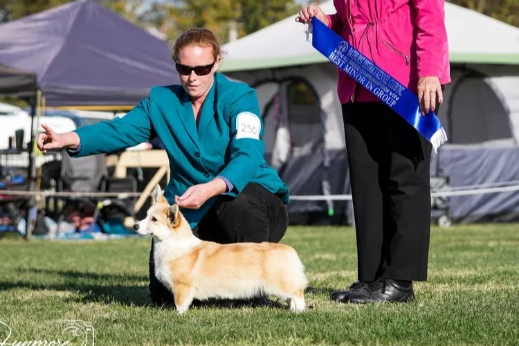 Lwysaf Corgis