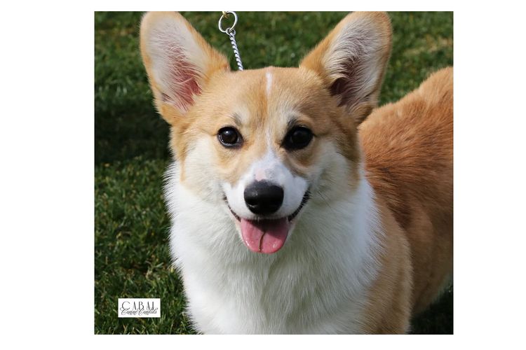 Lwysaf Corgis