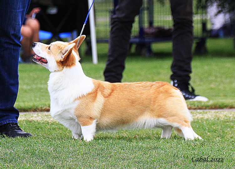 Lwysaf Corgis