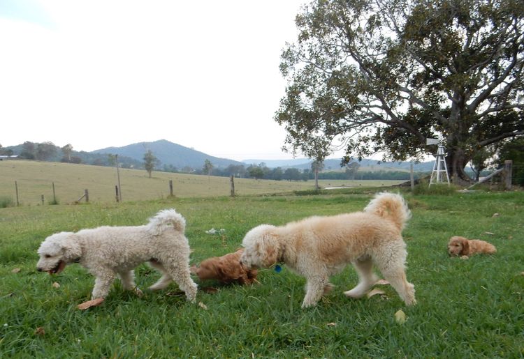Springvalley Labradoodles