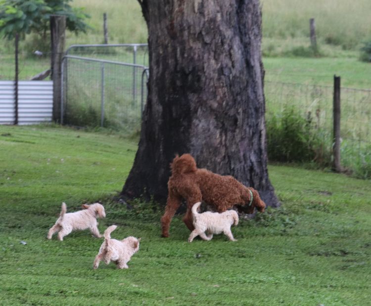 Springvalley Labradoodles