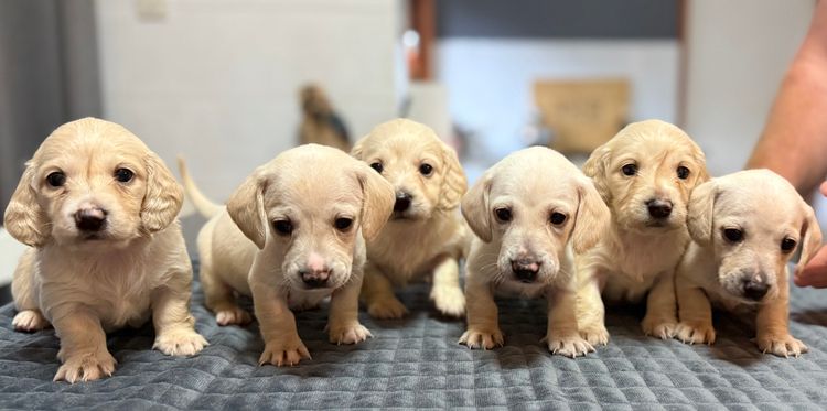 Scorgem Miniature Dachshunds