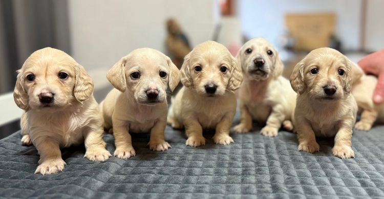 Scorgem Miniature Dachshunds
