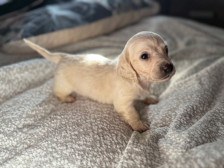 Scorgem Miniature Dachshunds