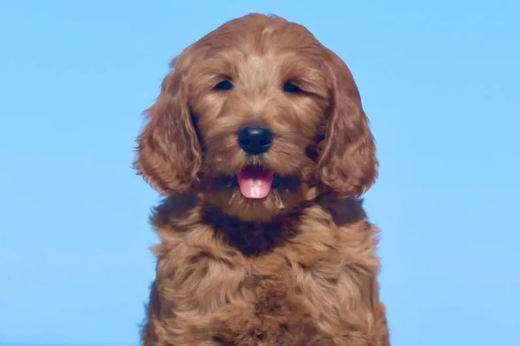 Chrystal Nova Australian Cobberdogs