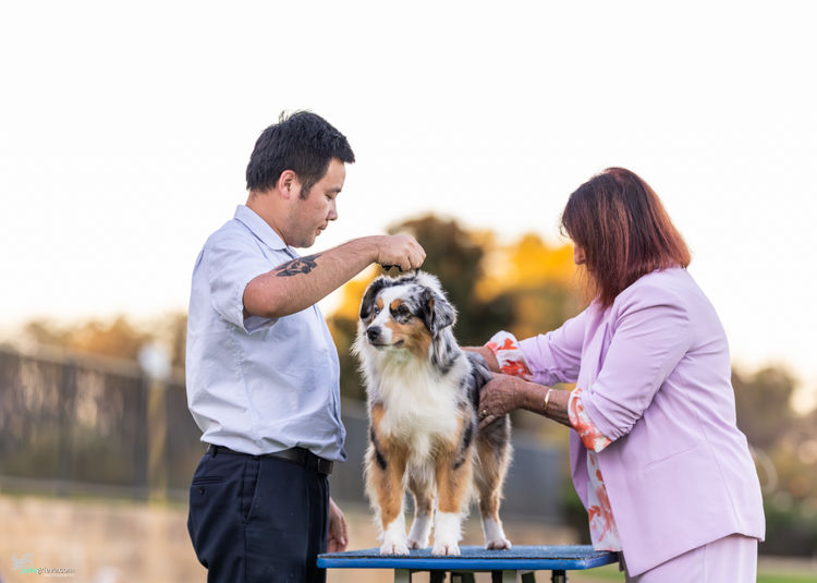 DAYTOY - Miniature American Shepherd (MAS)
