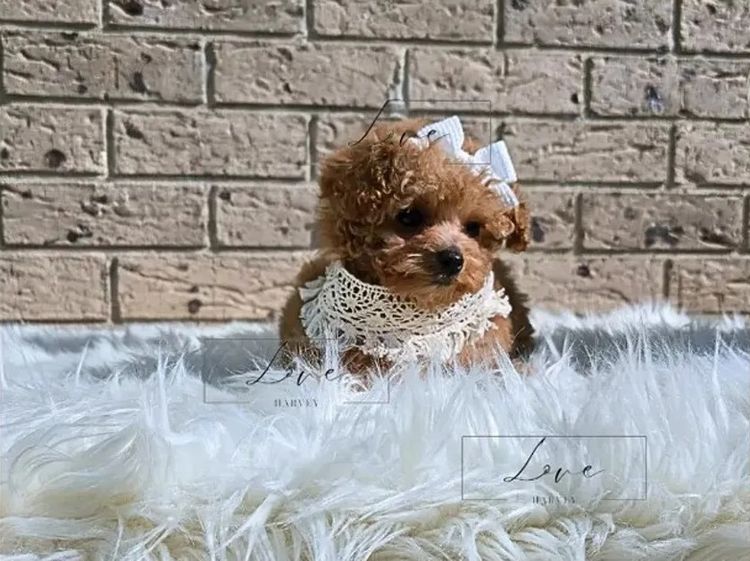 LOVEHARVEY - ♡POOCHI ♡CHIPOO ♡CHOODLE