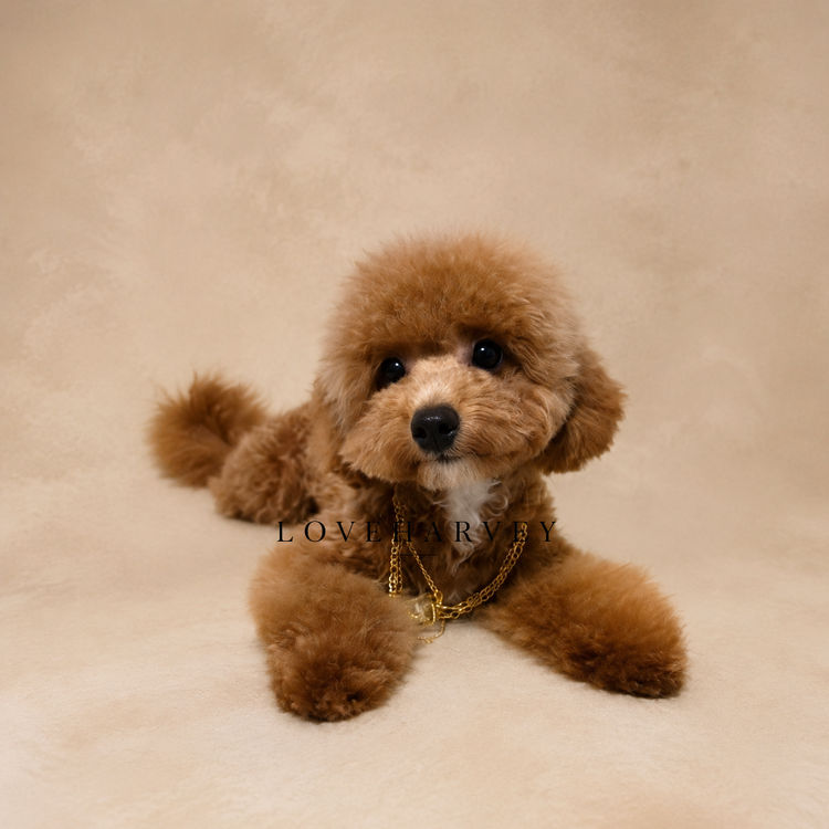 LOVEHARVEY - ♡POOCHI ♡CHIPOO ♡CHOODLE