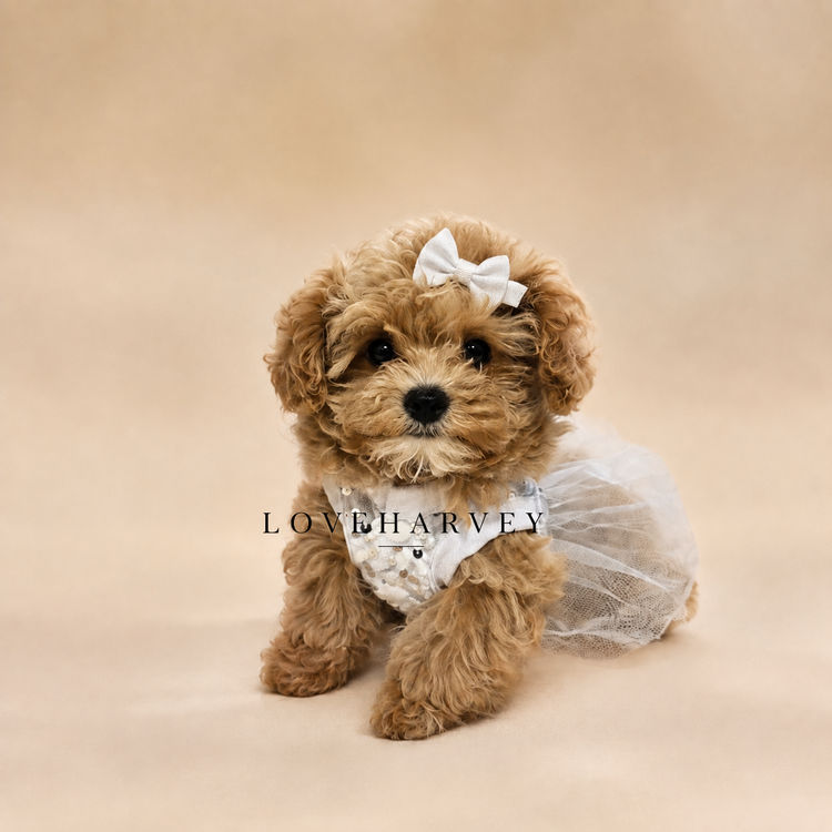 LOVEHARVEY - ♡POOCHI ♡CHIPOO ♡CHOODLE