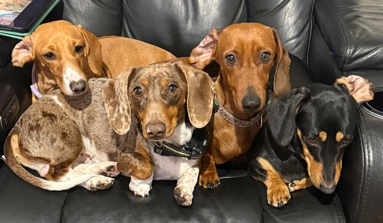 Hara's Haven Mini Dachshunds