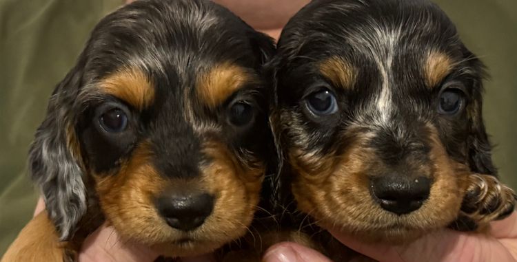 Hara's Haven Mini Dachshunds